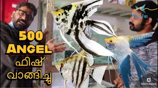 💥UAE യിലെ ഒരു ബ്രീഡറിൽ നിന്നും 500 Angel ഫിഷ് വാങ്ങിച്ചു 💥Biggest Angel Fish Purchase