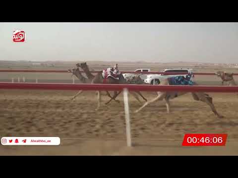  ش 25 (شاهين) لـ عبيد سيف بن سالمين المنصوري 2:12 ، شارة الصندوق 2026/07/30 فطامين الروضة