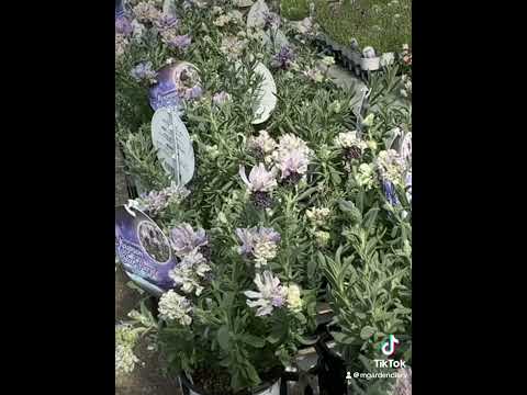 ラベンダーのメンテナンス: 芳香植物の世話をするために採用すべき重要な行動  庭園