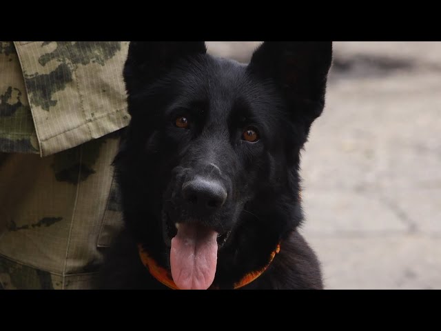 Более 170 кинологических расчетов МЧС России ищут и спасают пострадавших