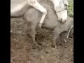 Horse Mating Video Donkey Mating With Pig Animal Mating Videos