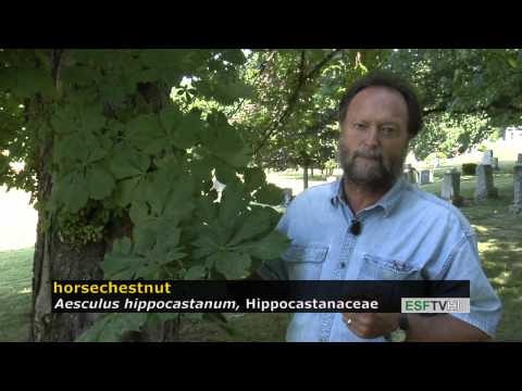 Trees with Don Leopold - horsechestnut