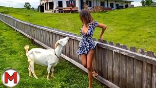 One in a Billion Animals Moments, Caught On Camera! MQDEFAULT Thumbnail