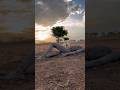 Asuran Movie Scene Wait For End Youtubeshorts New Fight Youtubeshortsvideo Trichy Cinematic Movie