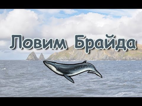 Русская Рыбалка 3.99 (Russian Fishing) Ловим Полосатика Брайда #1