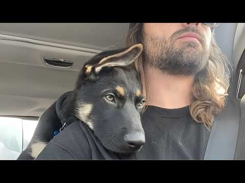 When a Dog Healed Me