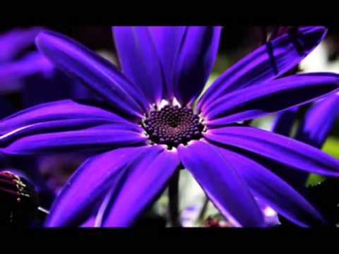 Hosoo Voices of Springtime