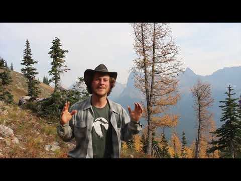 Tree Talks with Theo: Alpine Larch