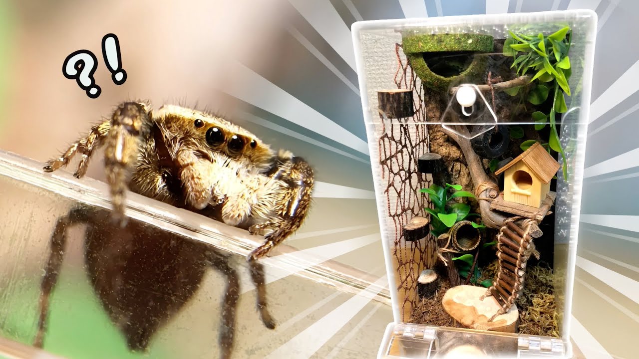 ハエトリグモにツリーハウスを作って住ませてみた！ 〜2ヶ月間のDIYビバリウム製作〜