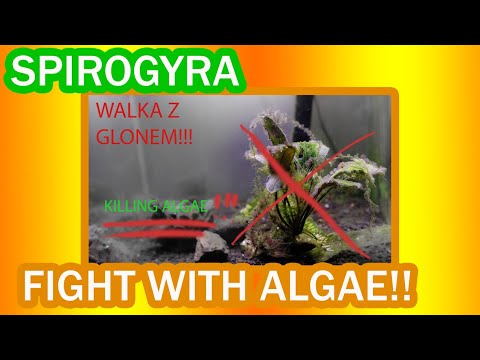 How to DESTROY Algae in Planted Tank - Removing Spirogyra Green Algae from aquarium