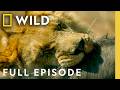 Survival On Africa S Remote Savannas Full Episode Savage Kingdom Compilation Nat Geo Animals