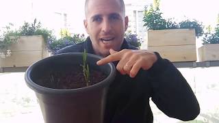 גידול שום בעציץ איך מגדלים שום בבית?