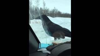 Hungry Raven