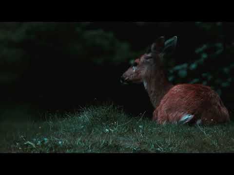 Mount Rainier National Park - 2021 - Episode 03