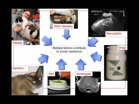 The Diabetic Cat - more than just insulin injections
