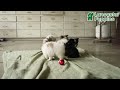 Pomeranian dogs for sale: Smiley - Video 1