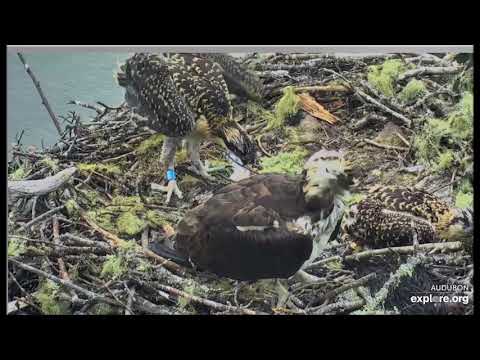 Hog Island Ospreys ~ Older Chick Shows Aggression as Rachel Struggles, July 11, 2019
