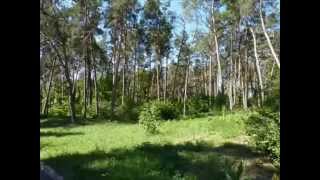 Хтось у борі гукає - Ніна Матвієнко