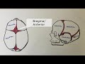 What is a cranial fontanelle? What are they called? When do they close?