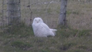 preview picture of video 'Male Snowy Owl on North Uist'