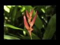 Keali'i Reichel - Kawaipunahele - Lovely Hawaii ...