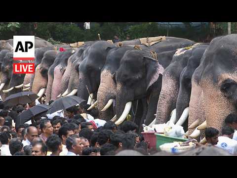 LIVE: Decorated elephants at colorful pageant in India