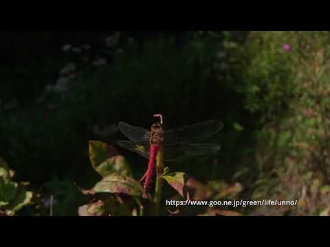 庭のナツアカネ10月