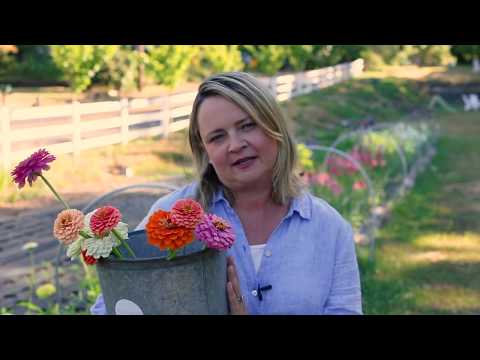 download lagu mp3 mp4 Best Zinnias For Cutting, download lagu Best Zinnias For Cutting gratis, unduh video klip Best Zinnias For Cutting
