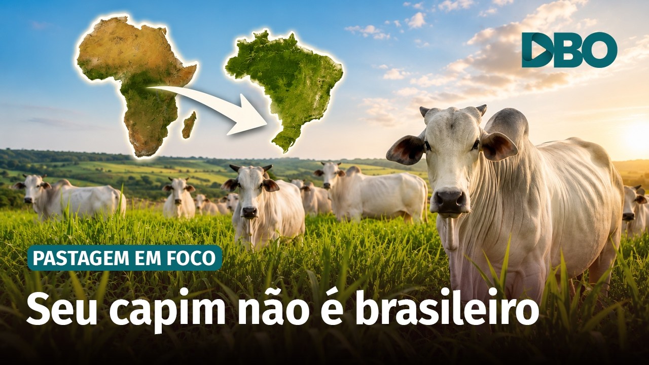 Você sabia que a maioria das forrageiras do Brasil vem da África?