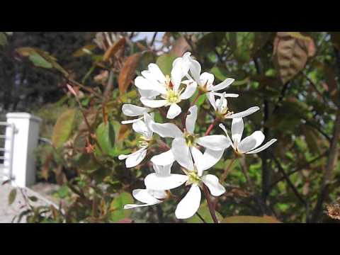 Amelanchier 'Lamarkii' DSCF4788