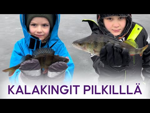 Kalakingit pilkillä - Tänään ei ollut koulua - Ahvenen pilkintä - Kalastus