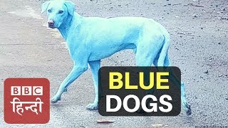 Have you seen Blue Dog before? (BBC Hindi)