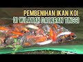 HOW TO SUCCESSFULLY BREED KOI FISH IN HIGHLANDS AREAS Dunia Kita Official