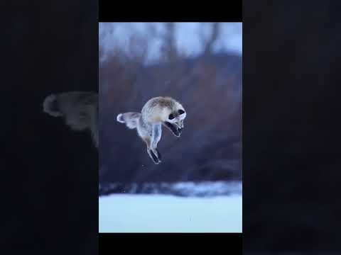 Fox Jump for Prey Shorts #shorts #fox