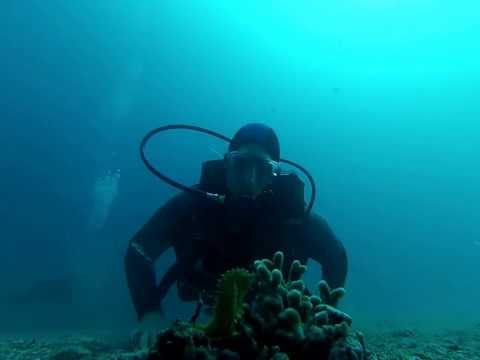 Baby Spitz with A little yellow Seahorse in the reservation redSea Eilat gopro hero 3