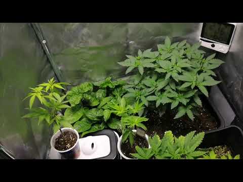 Carolina Reaper & Easy Sativa GROWSHOT #2