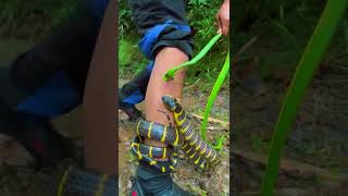 Download lagu ular belang dan ular Hijou nakal #snake tida untuk di tiru mp3 Download lagu ular belang dan ular Hijou nakal #snake tida untuk di tiru mp3