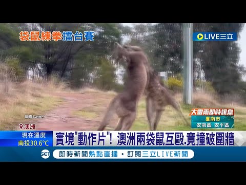 #國際快訊 兩隻袋鼠\釘孤枝\! 打輸袋鼠遭丟飛 直接撞破鐵柵欄\一個大洞\│主播 郭雅慧 │【國際大現場】20220829│三立新聞台