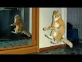 UNEXPLAINABLE Behaviour Of Orange Cats Funny Cat Videos 2024