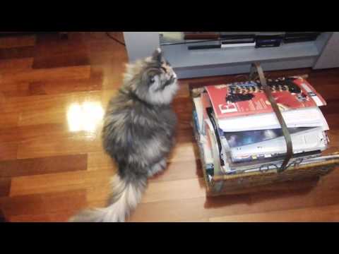 Iza the Norwegian Forest Cat wants to watch TV