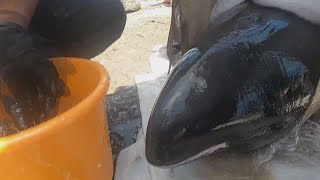 Miniatura do vídeo