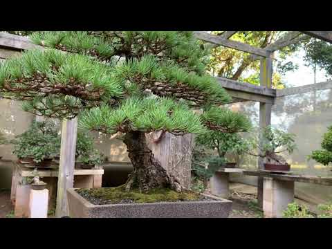 The Australian Bonsai Gallery - Dorrigo