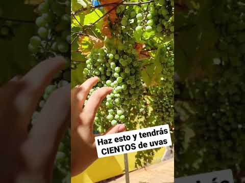 , title : 'Haz ESTO y tendrás CIENTOS de kilos de Uvas todo el año  (Huerto y jardín)'