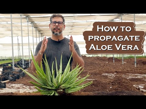 , title : 'How to Propagate Aloevera Plant at Home || Care & Benefits of Aloevera'