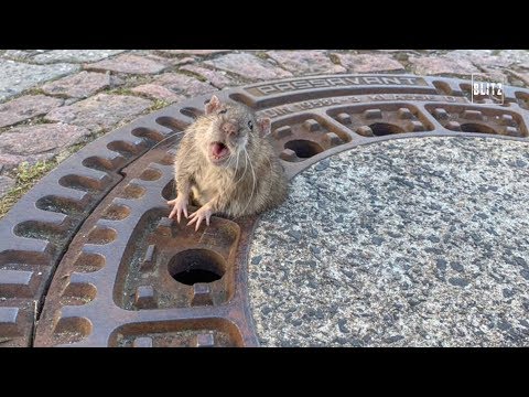 Il topo è troppo grasso e resta incastrato nel tombino