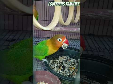 Lovebird eating seeds l lovebirds food time