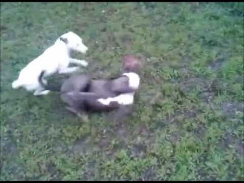 My Jack Russell is crazy (vs. Pitbull)