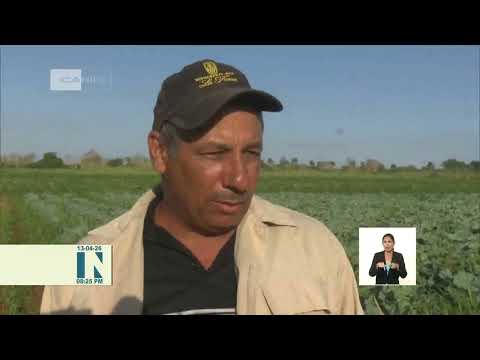 Cuba diversifica sus producciones agrícolas ante escasez de insumos