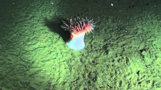 THE BERING SEA SUBMARINE ADVENTURES -  Anemones