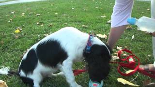 SPCA Serving Erie County, NY brings you ELLSWORTH'S AISLE for 7/22/11: Handi-Drink!